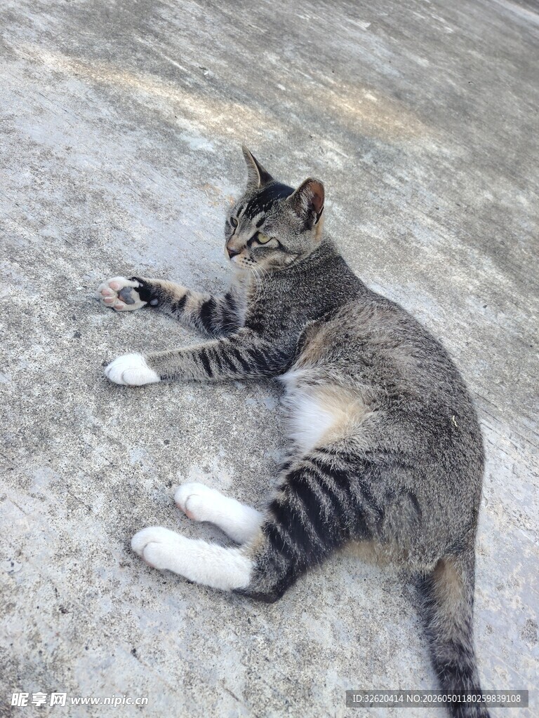 躺地休憩的条纹猫咪