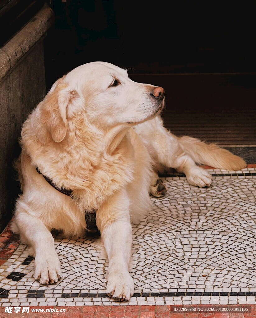 趴着的金毛犬