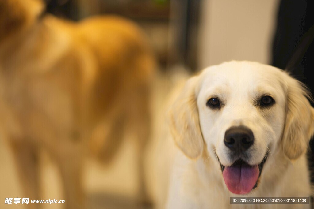 可爱金毛犬吐舌卖萌
