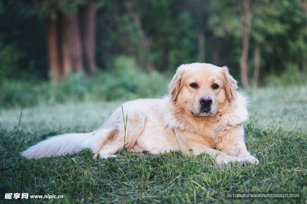草地上的金毛犬