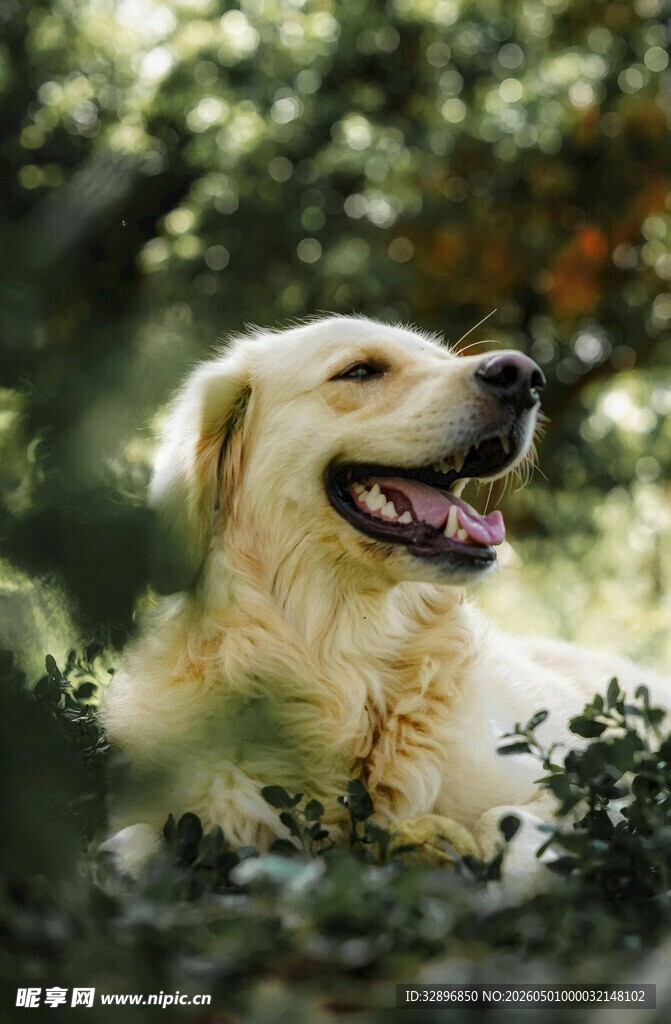 阳光下惬意的金毛犬
