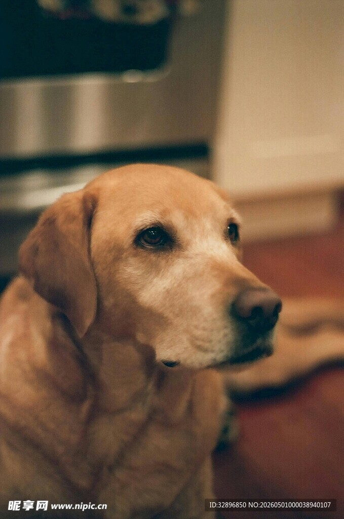 安静的金毛犬