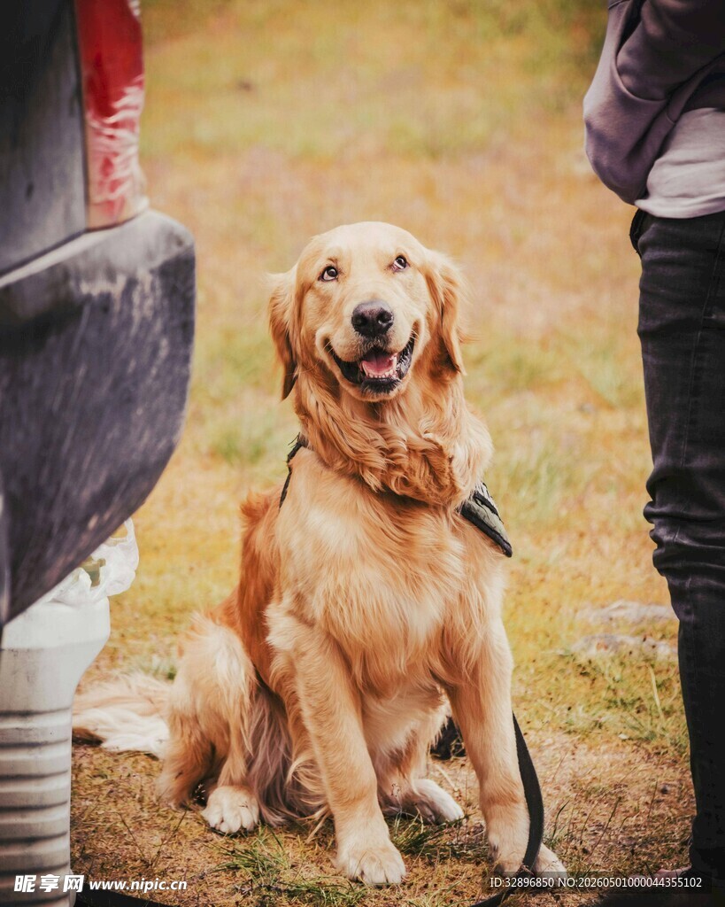 户外微笑的金毛犬
