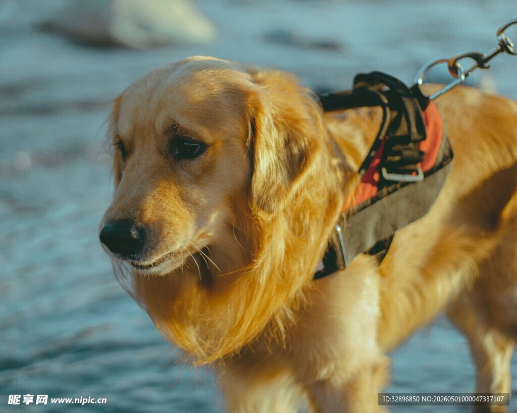 海边系牵引绳的金毛犬