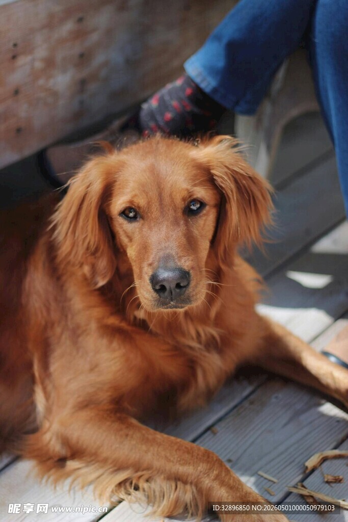 温顺金毛犬安静趴坐