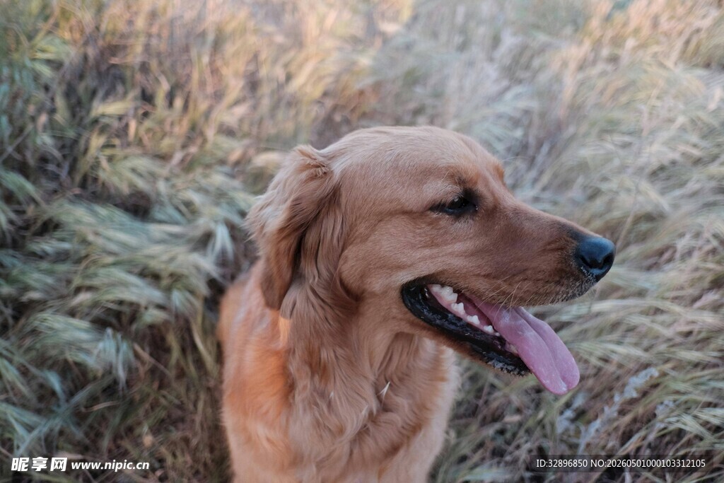 阳光下的金毛犬