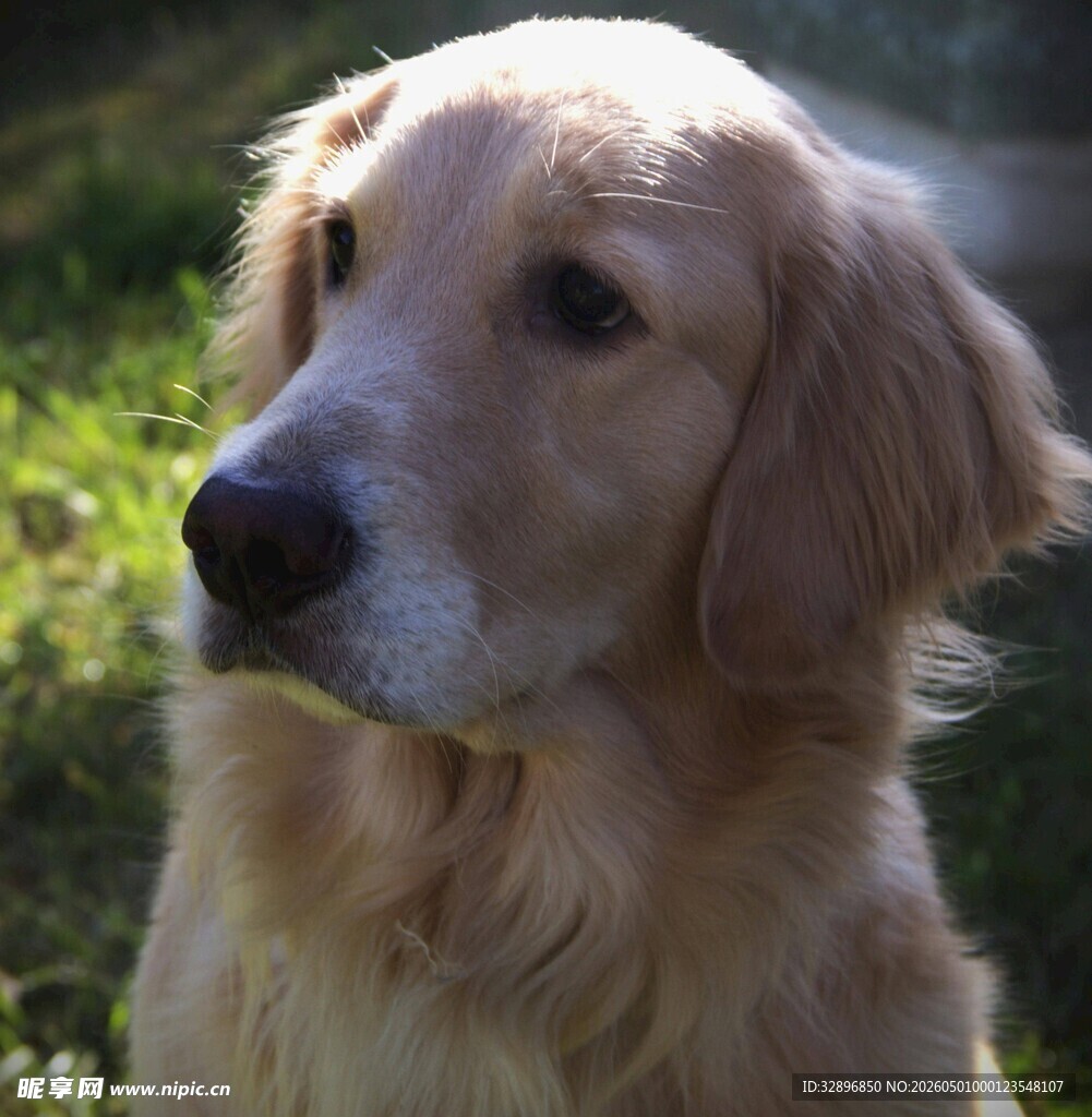 阳光下的金毛犬