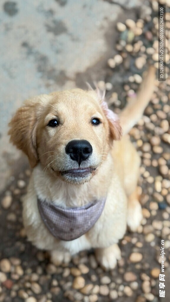可爱戴围巾的小金毛犬