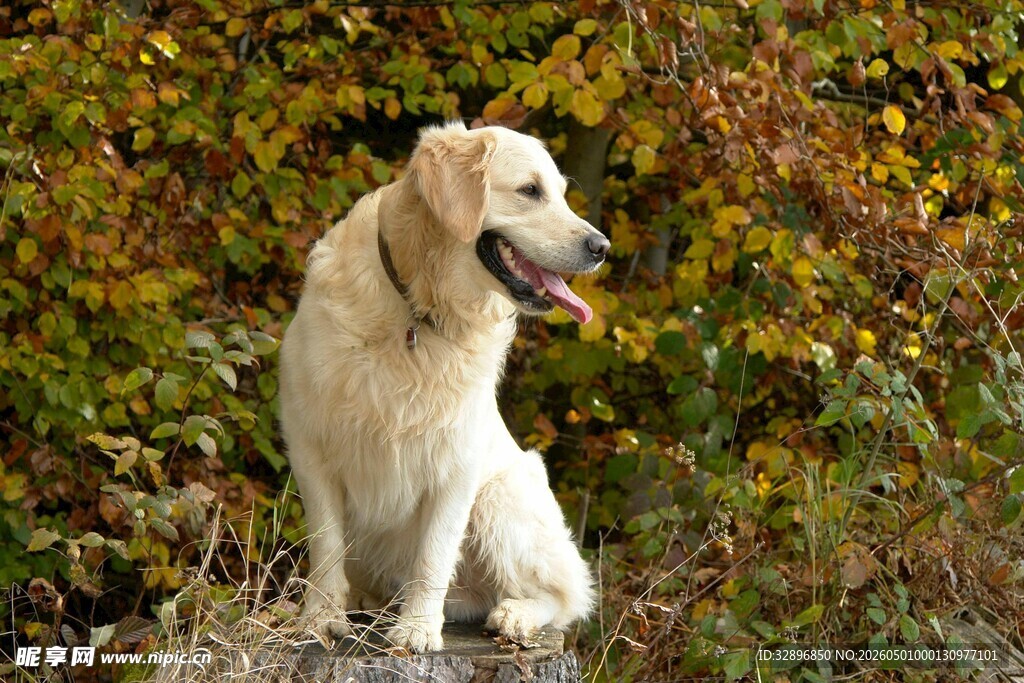 秋日草地中的金毛犬