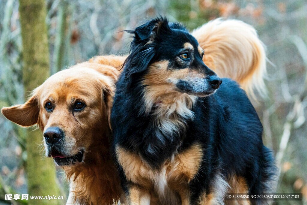林间双犬漫步