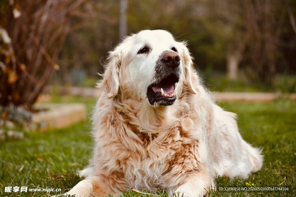 金毛犬在草地上张嘴休憩