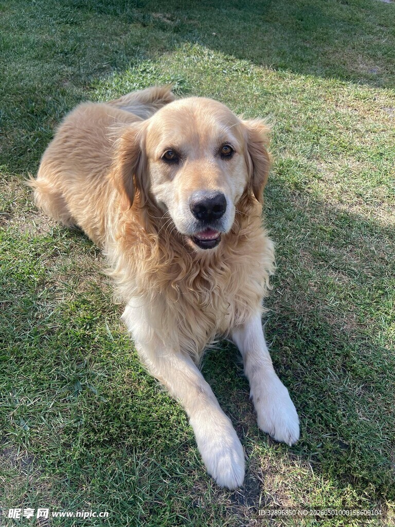 草地上的可爱金毛犬