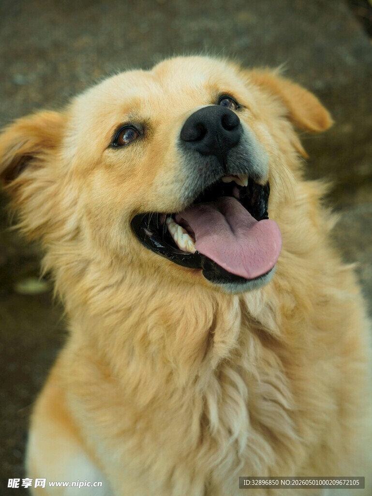 可爱金毛犬张嘴露笑