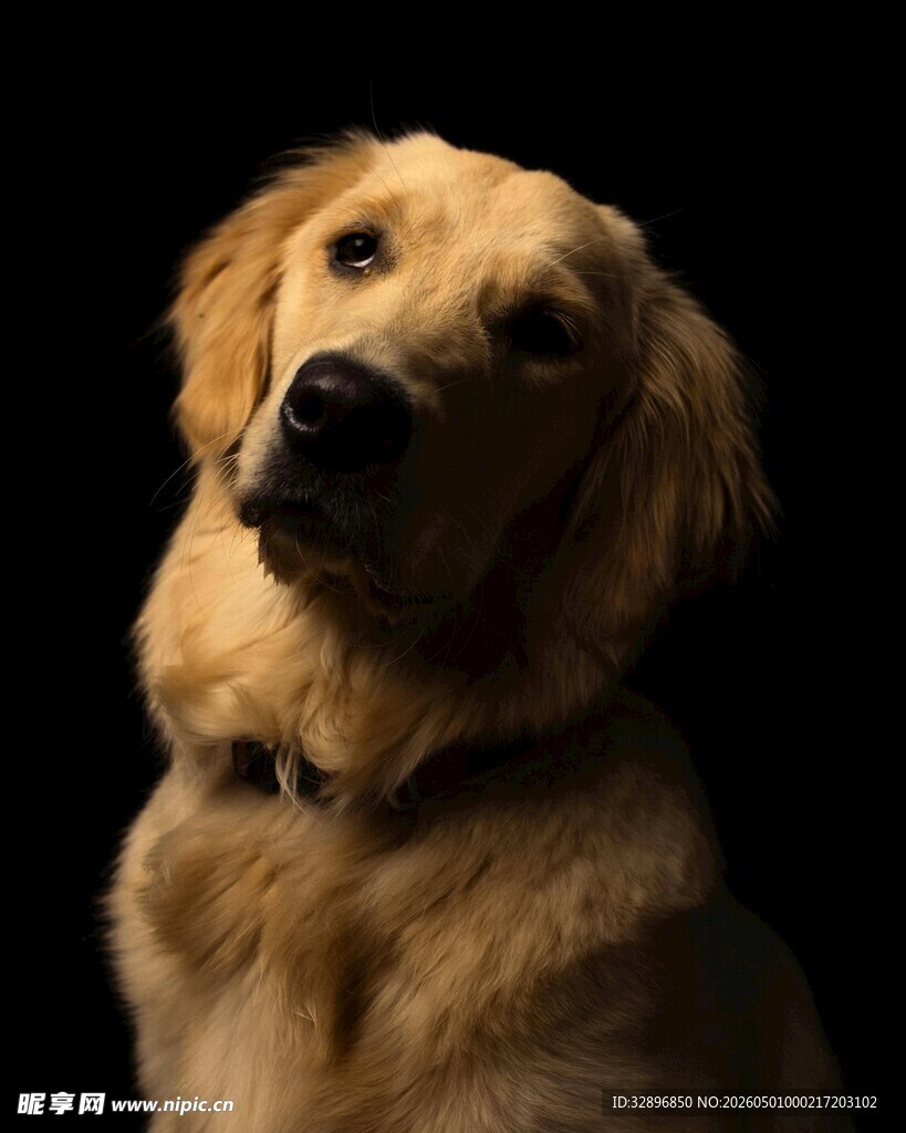 可爱金毛犬特写