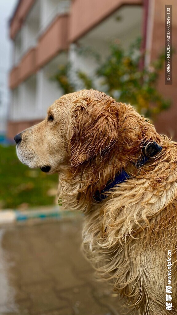 雨中湿身的金毛犬