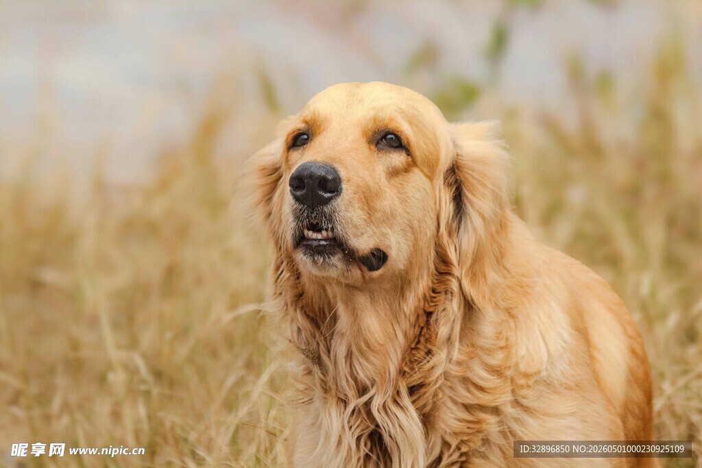金黄田野中的金毛犬