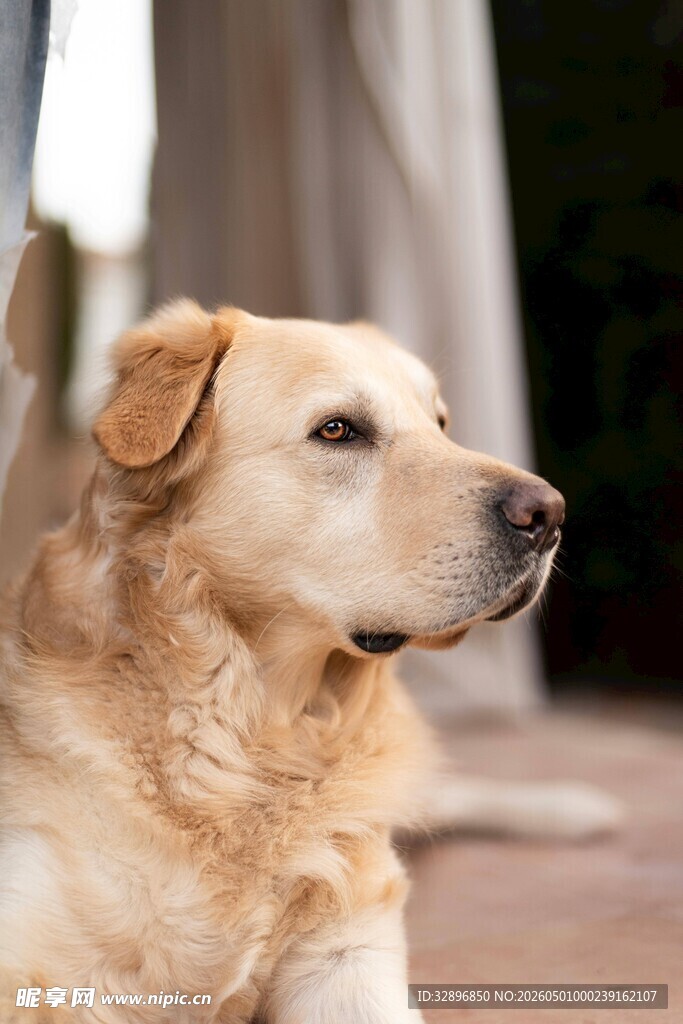温顺拉布拉多犬安静侧躺