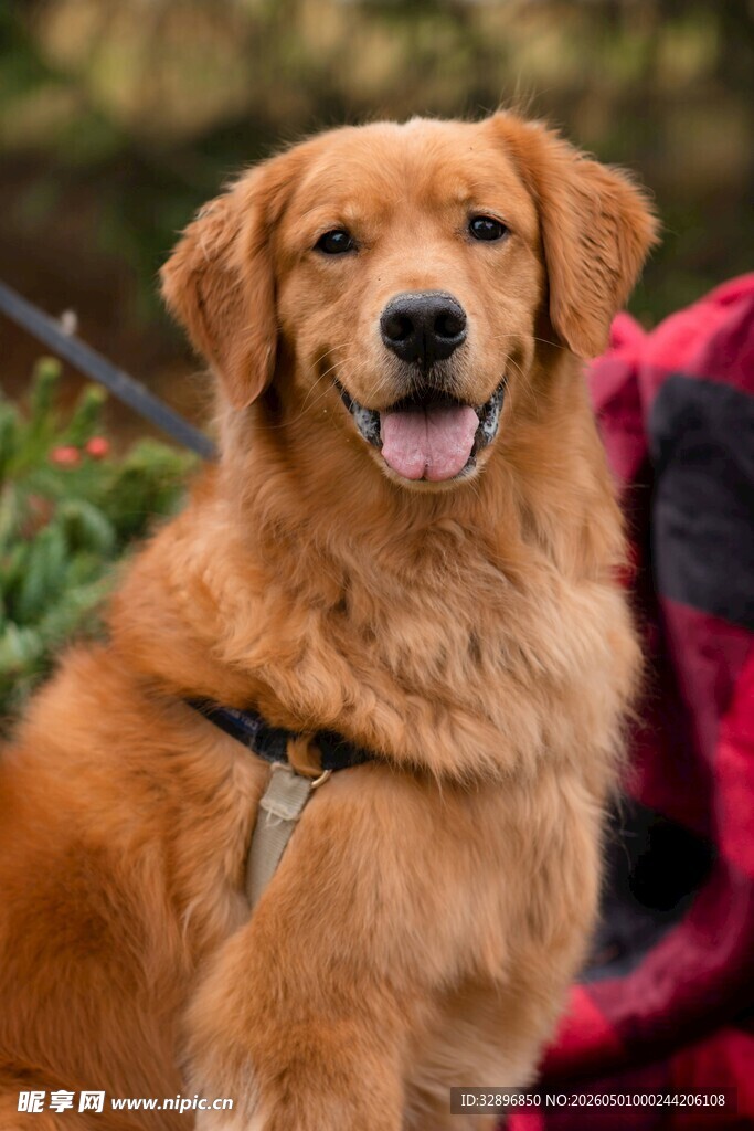 可爱金毛犬微笑瞬间