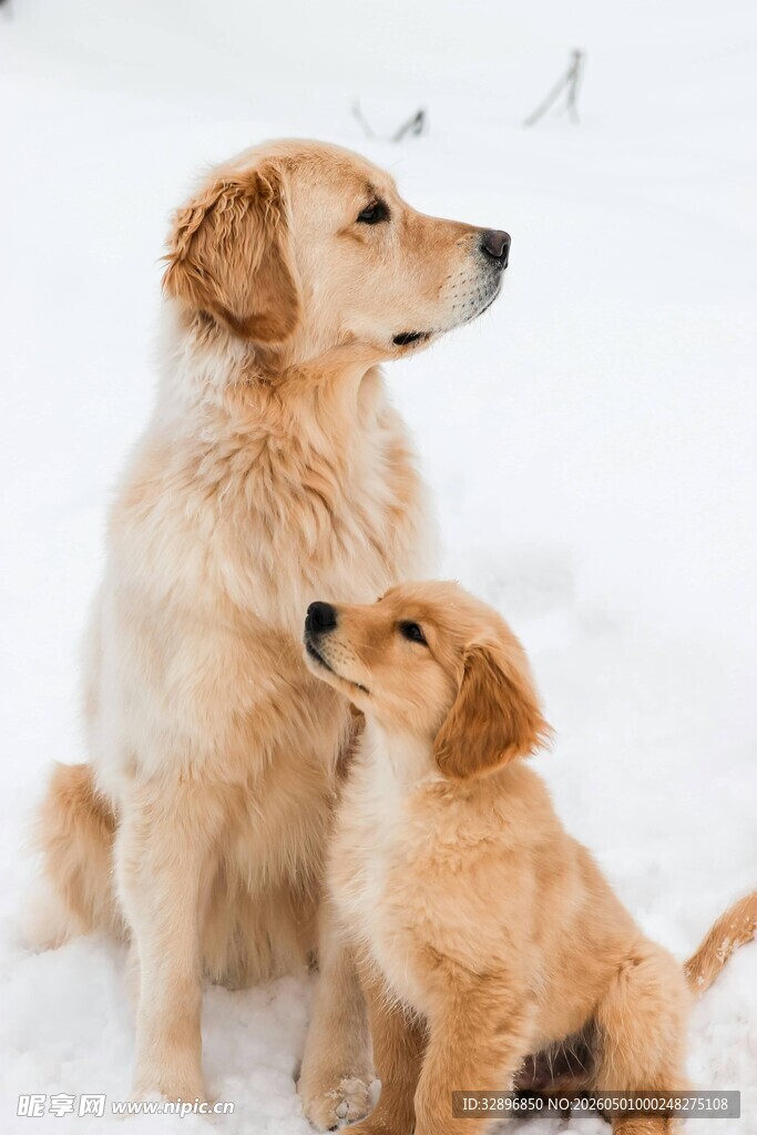 雪地中大小金毛温馨相伴