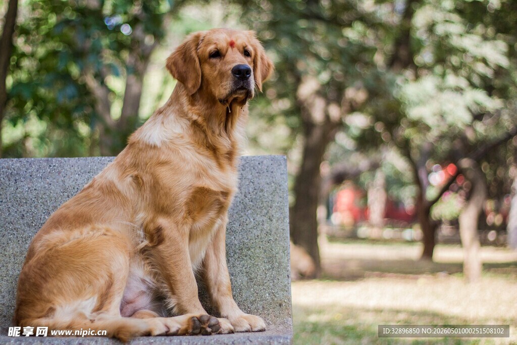 公园中静坐的金毛犬