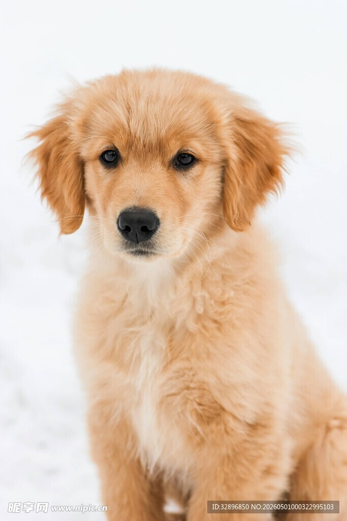 雪地中的可爱金毛幼犬