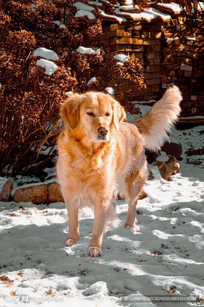 雪地中的金毛犬