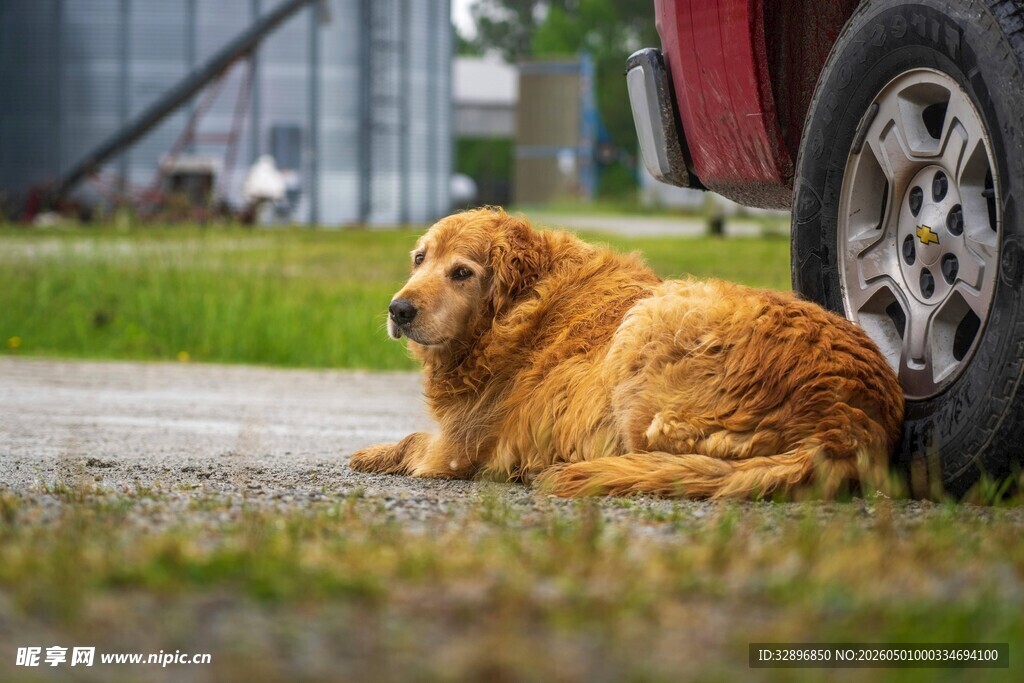 路边休憩的金毛犬