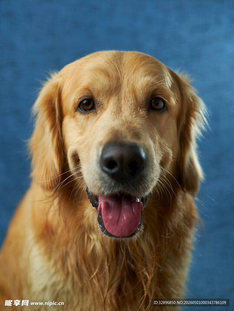 可爱金毛犬的萌趣瞬间