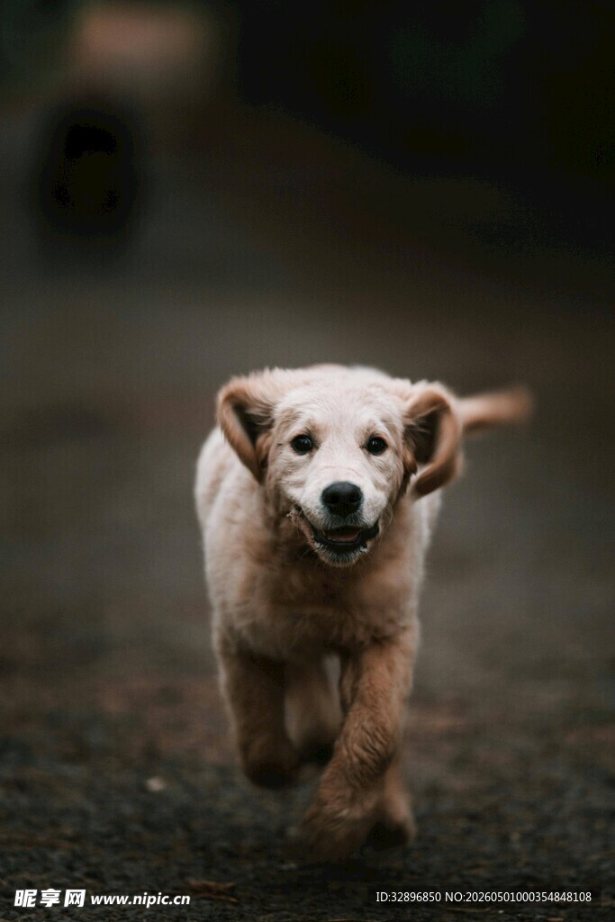 奔跑的可爱金毛犬