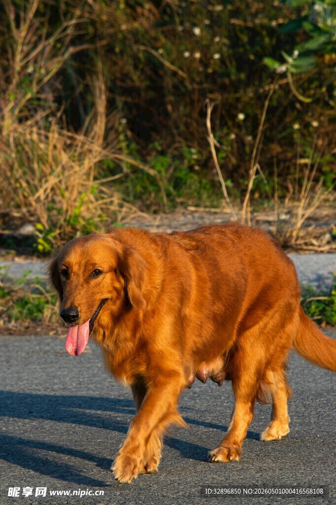 行走在路上的金毛犬