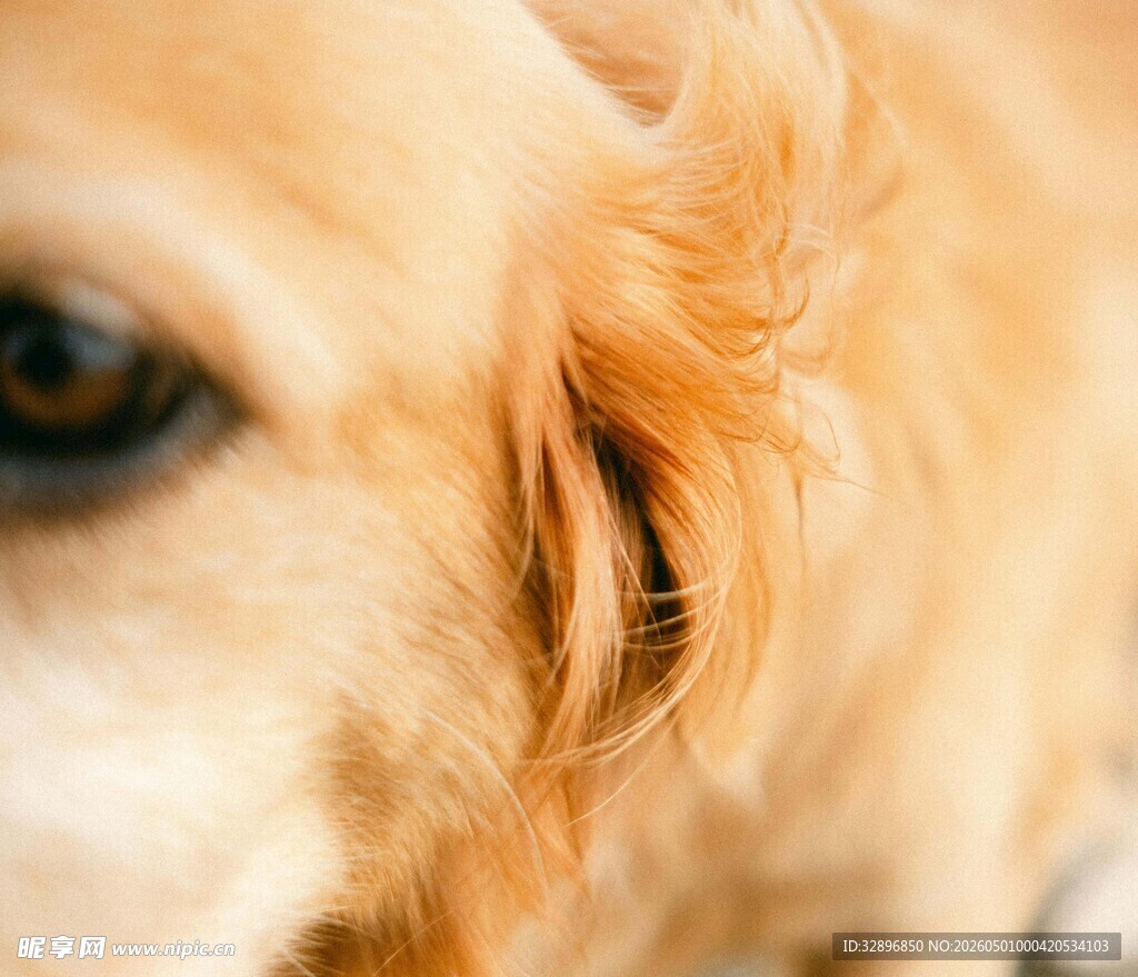 可爱金毛犬的温柔眼神