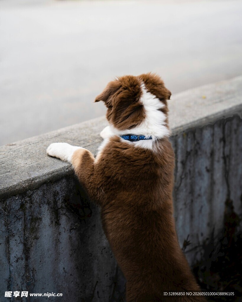 狗狗好奇眺望远方