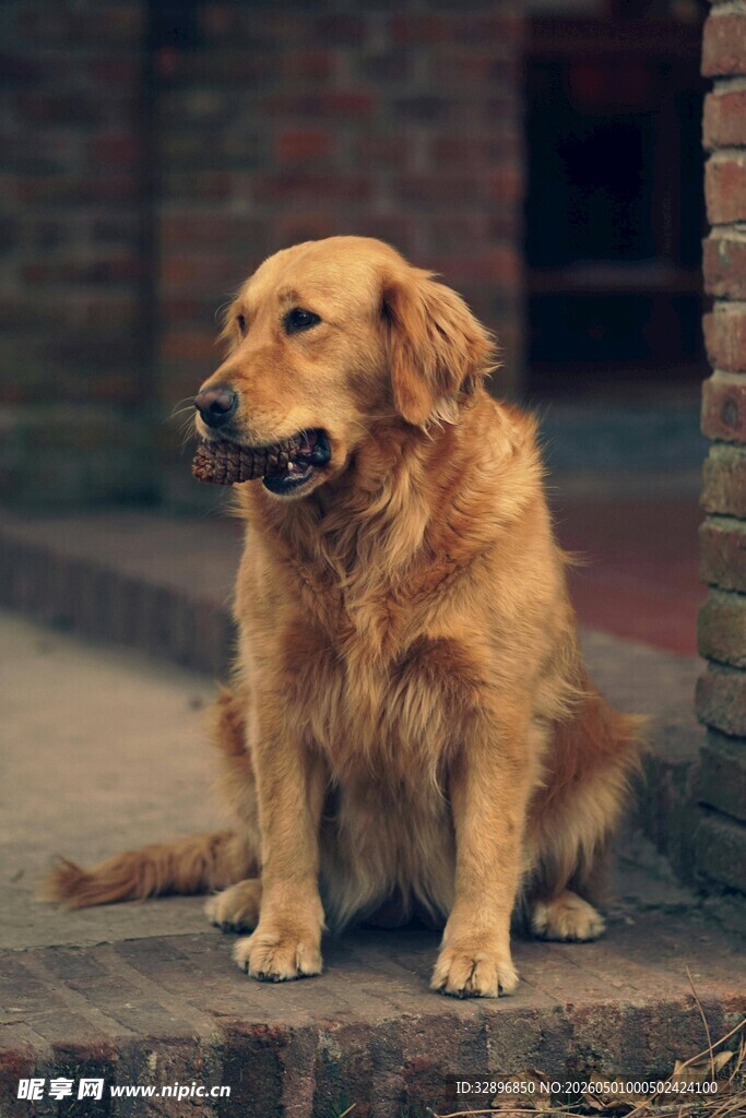 坐着的金毛犬