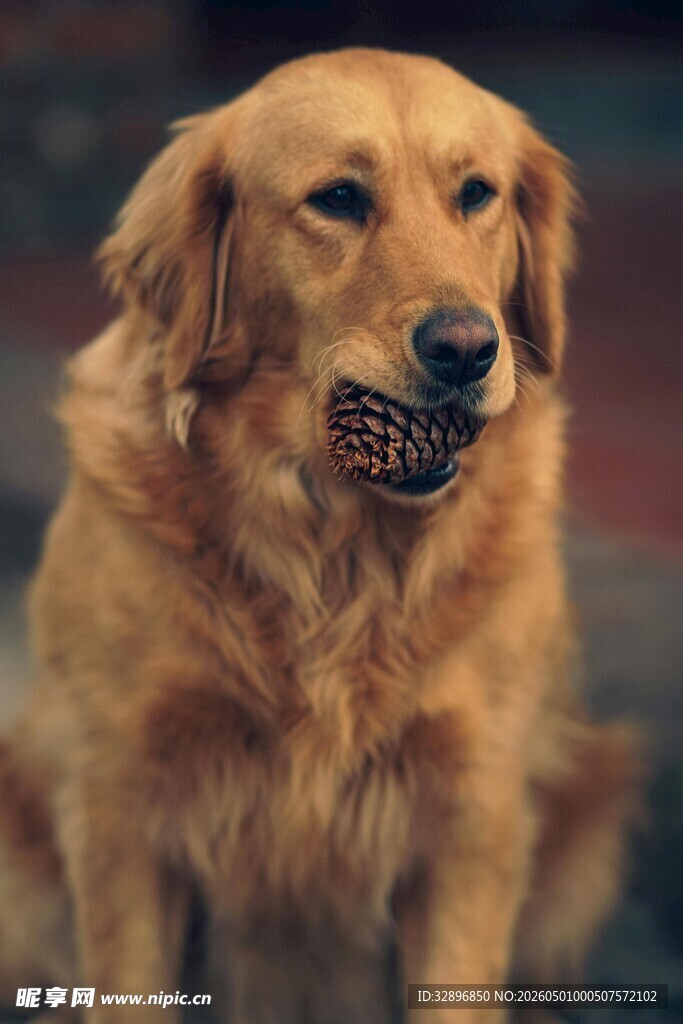 金毛犬叼物乖巧模样