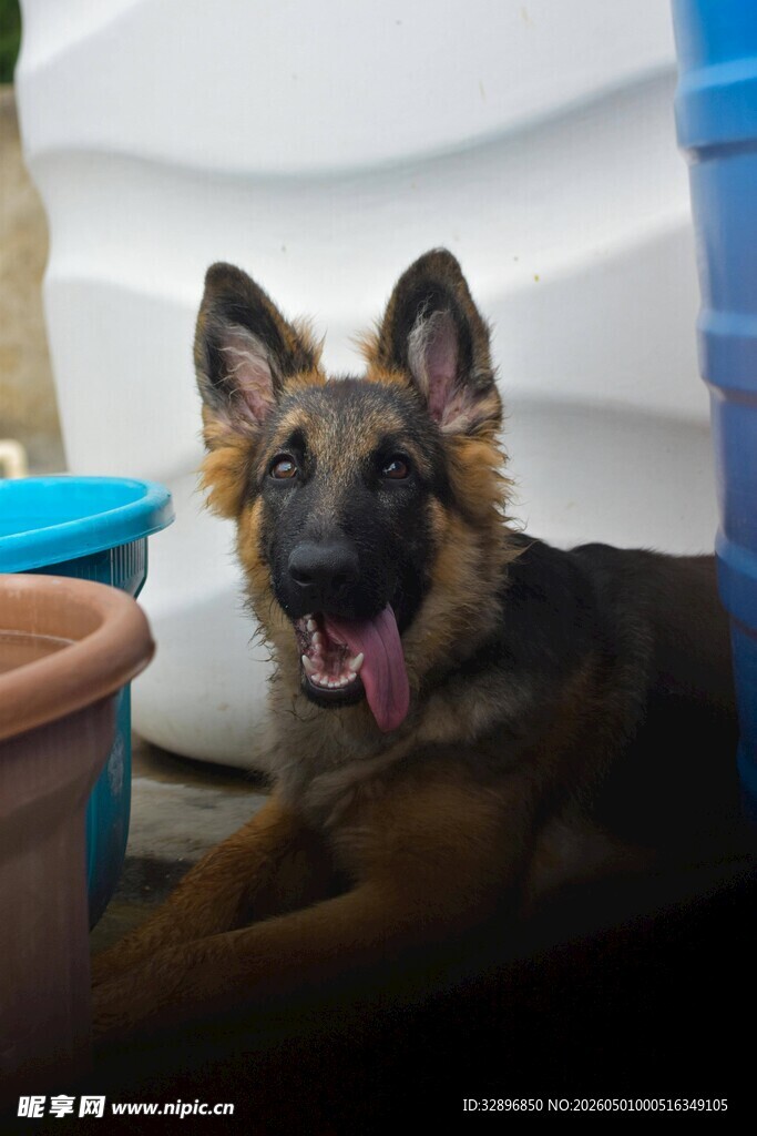 可爱德国牧羊犬惬意躺卧
