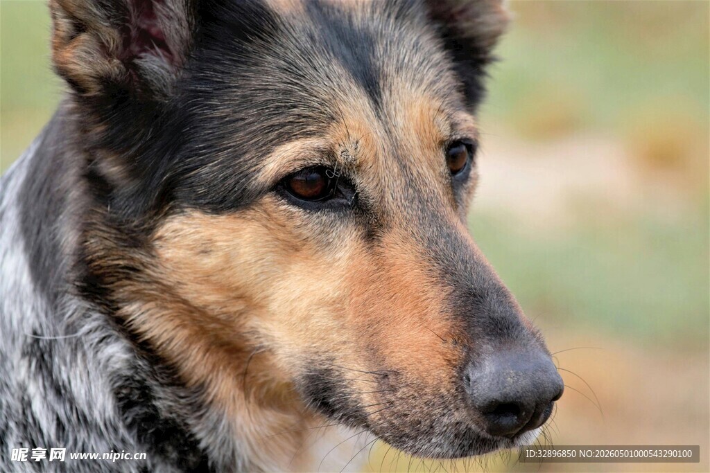 德国牧羊犬特写