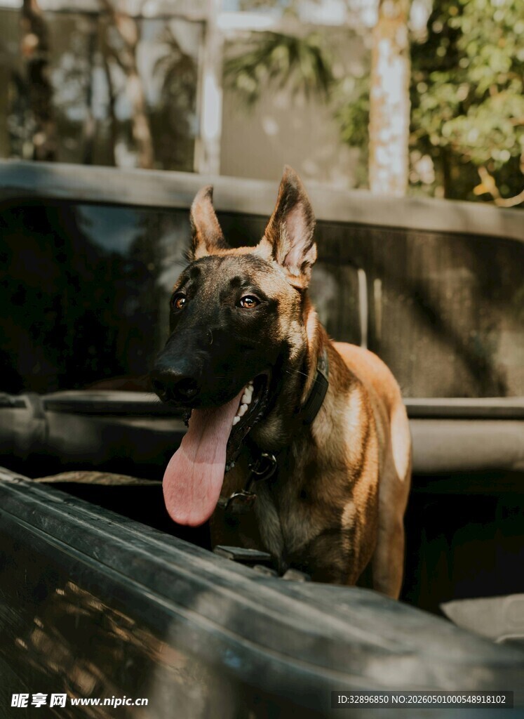 车内吐舌的帅气马犬