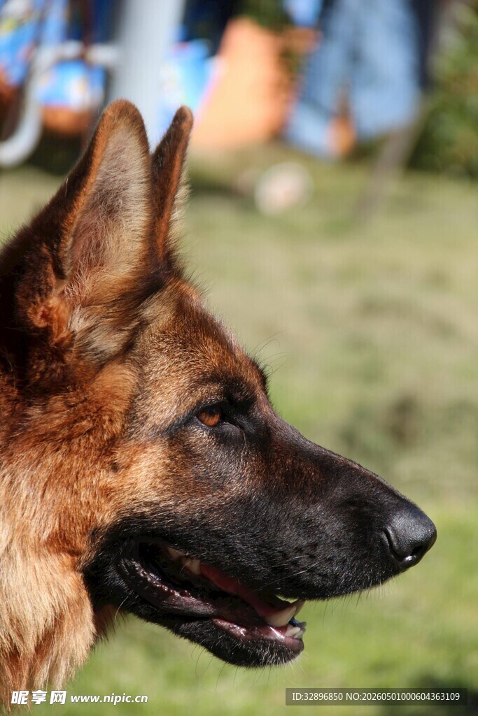 德国牧羊犬特写