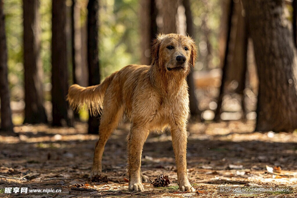 森林中的金毛犬