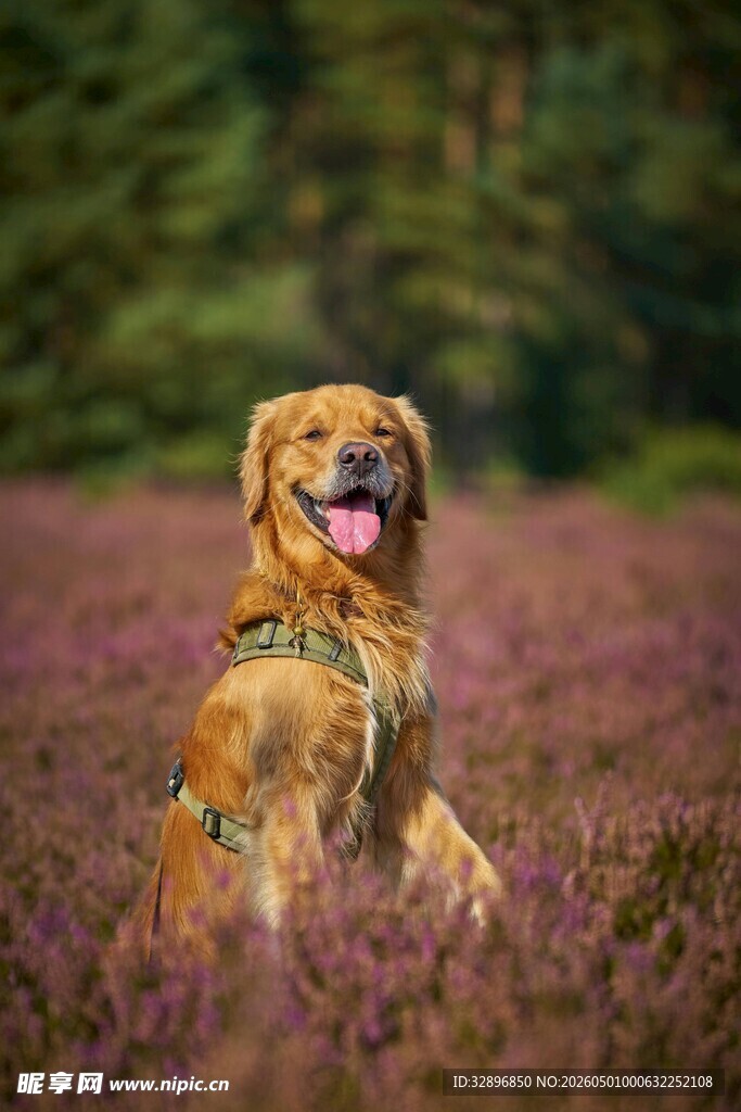 紫花丛中的可爱金毛犬