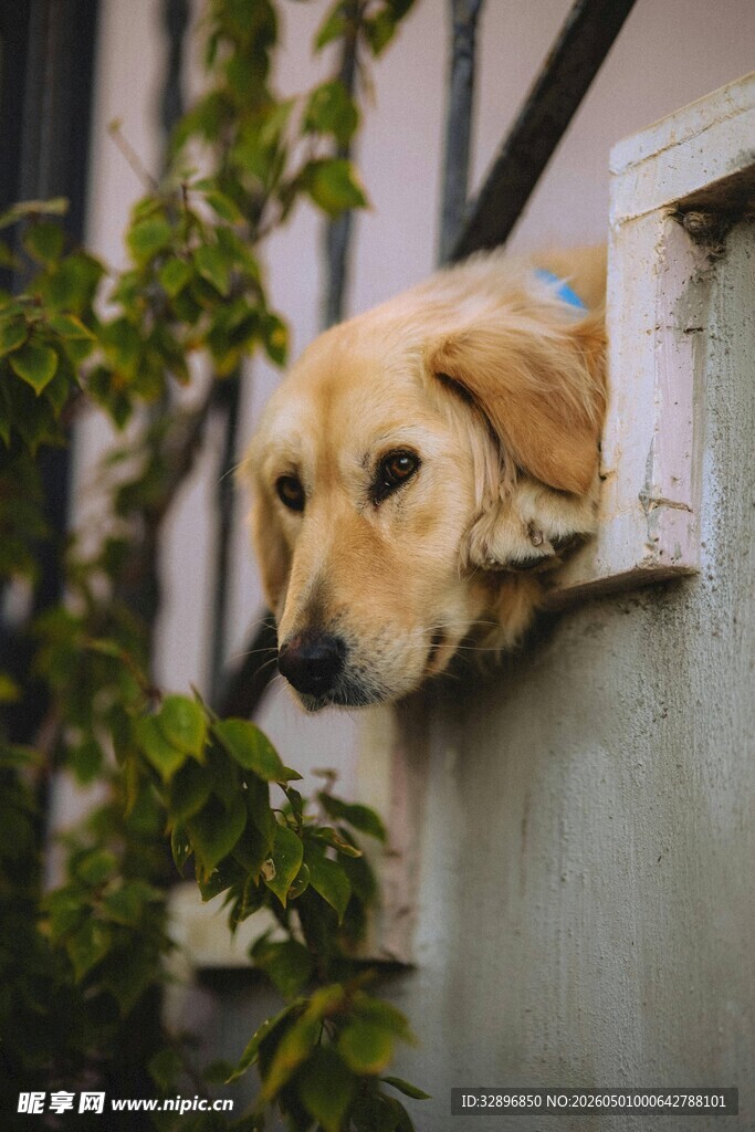 探头张望的可爱金毛犬