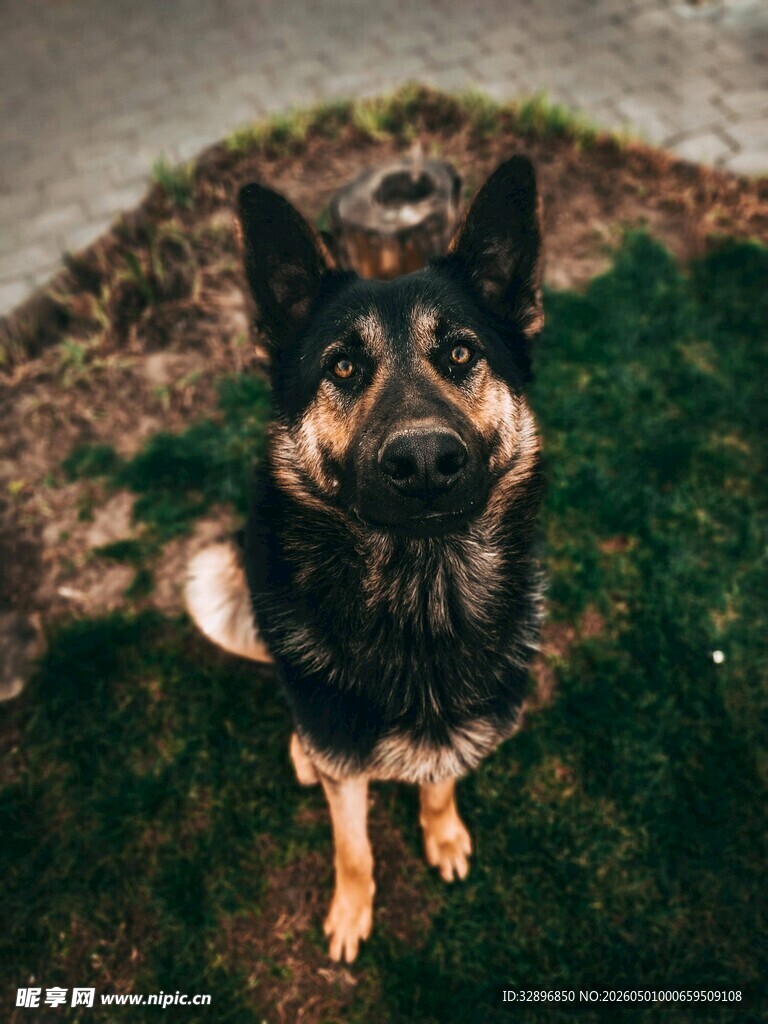 蹲坐草地的帅气德国牧羊犬