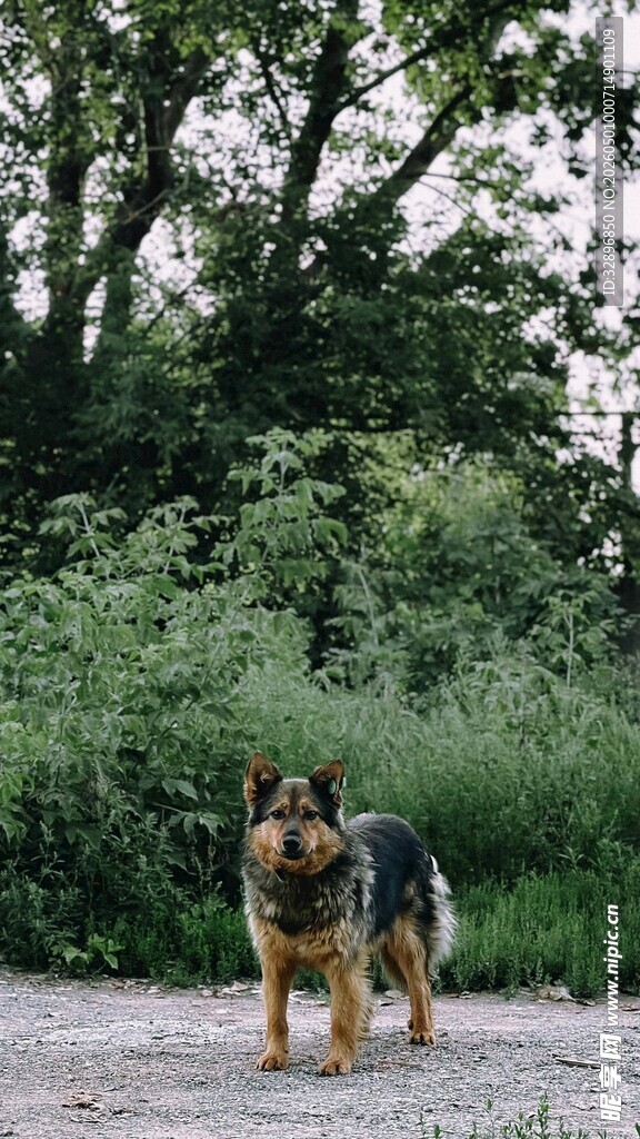 户外站立的德国牧羊犬