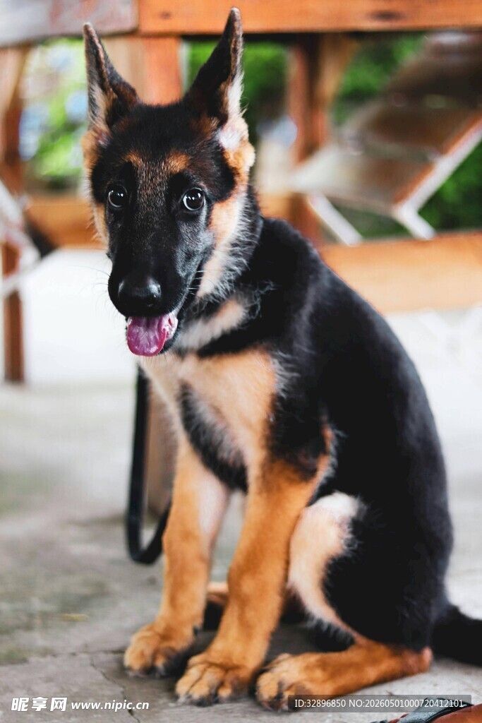 可爱德国牧羊犬乖巧坐姿