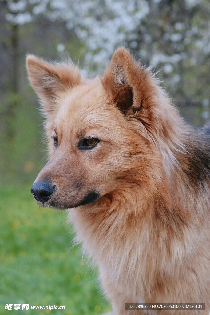 草地边的长毛棕犬