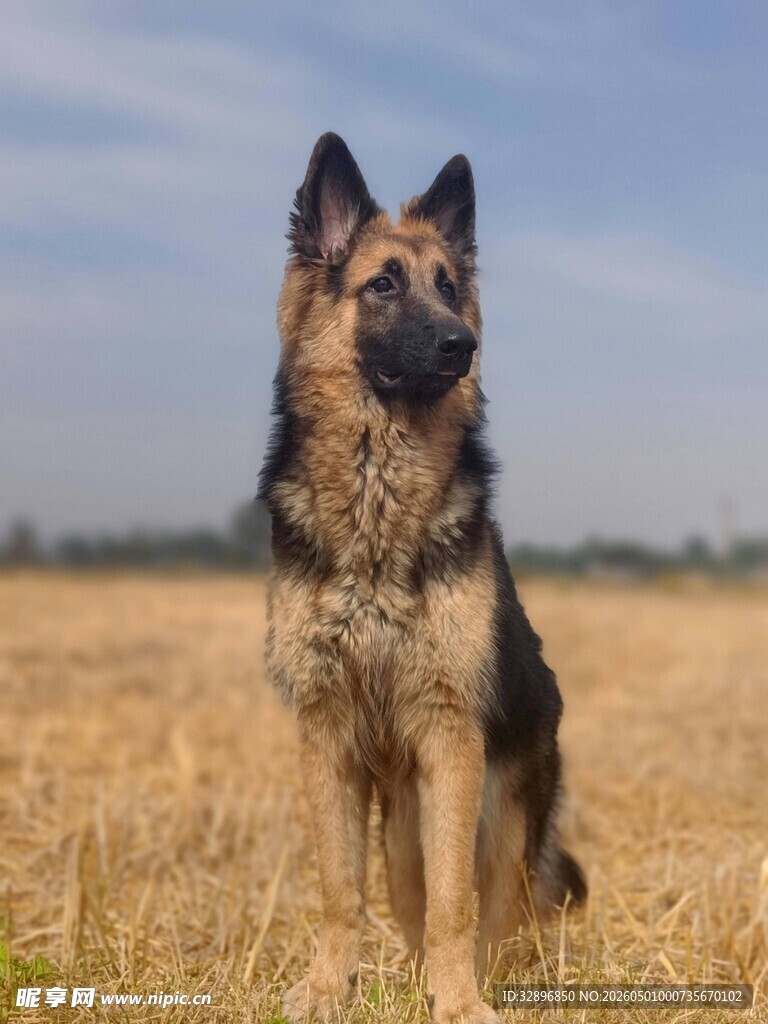 德国牧羊犬站立金黄田野