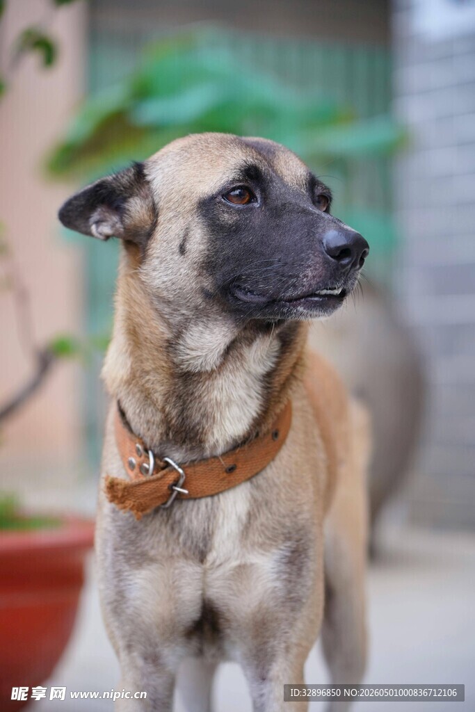 帅气马犬颈间系着项圈