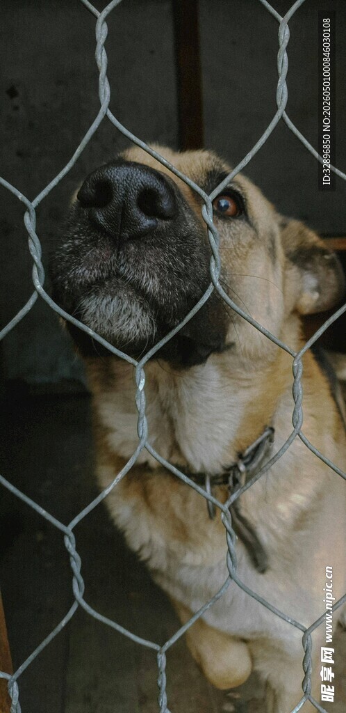 笼中犬盼自由