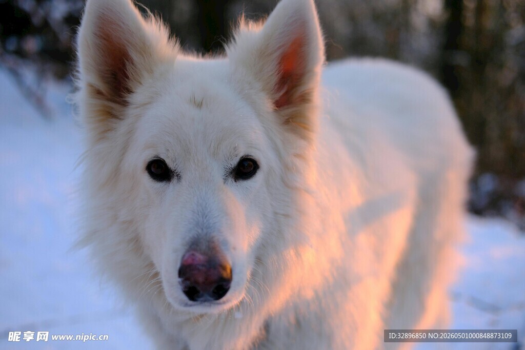 雪地中的白色牧羊犬