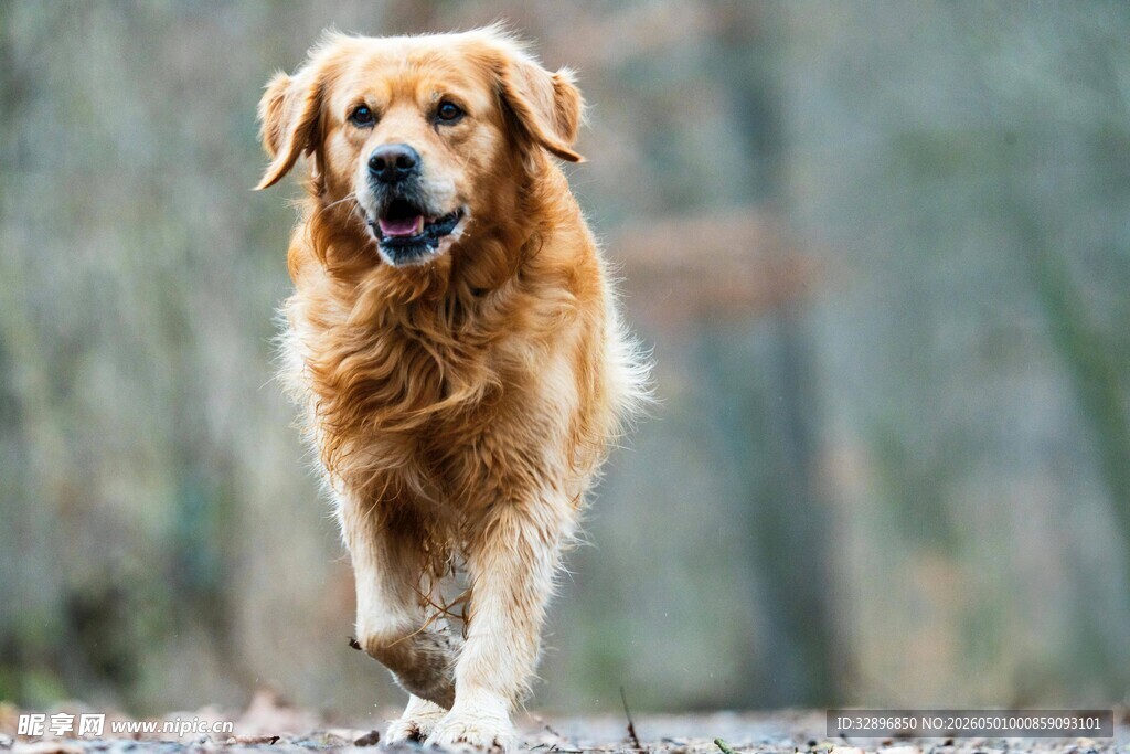 奔跑的金毛犬